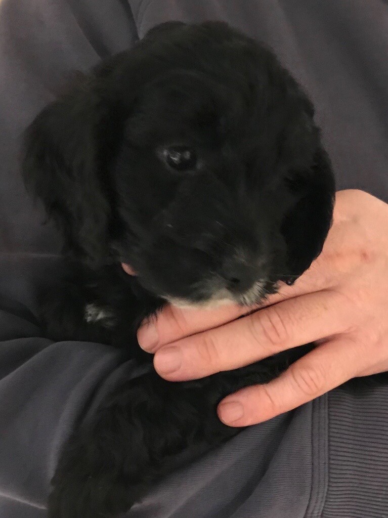 cockapoo puppies kennel club